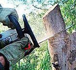 Best Tree Disease Treatment  in Harlowton, MT