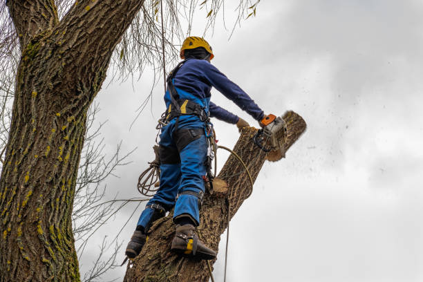 How Our Tree Care Process Works  in  Harlowton, MT